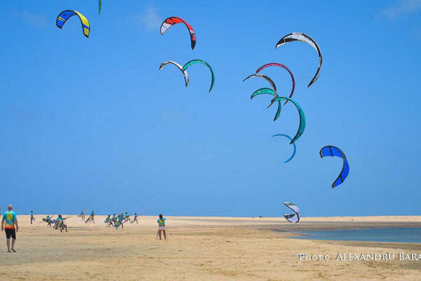 Baobab Trees, Mannar